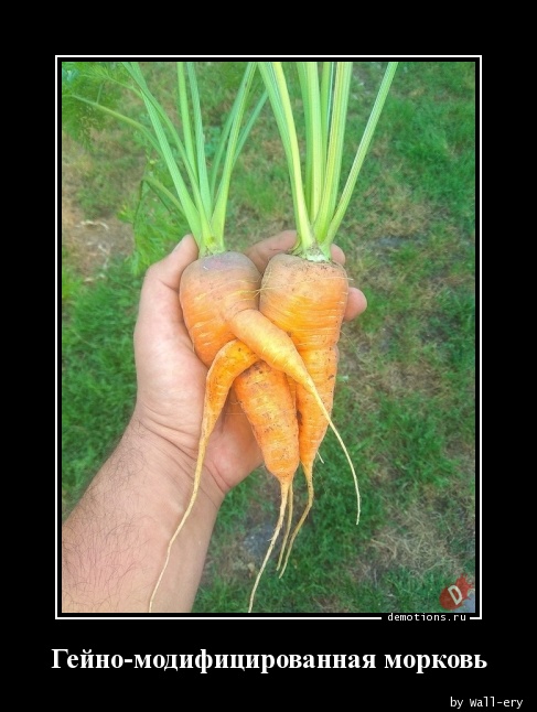 Гейно-модифицированная морковь