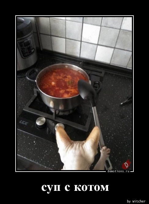 суп с котом