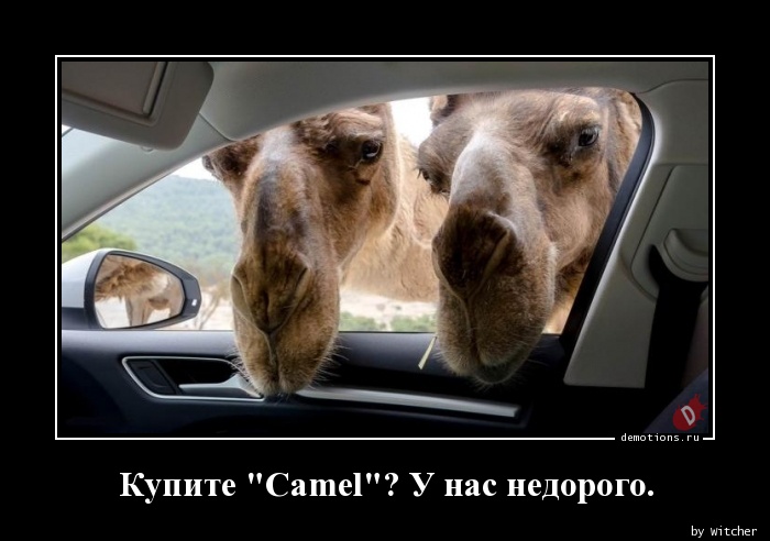 Купите \"Camel\"? У нас недорого.