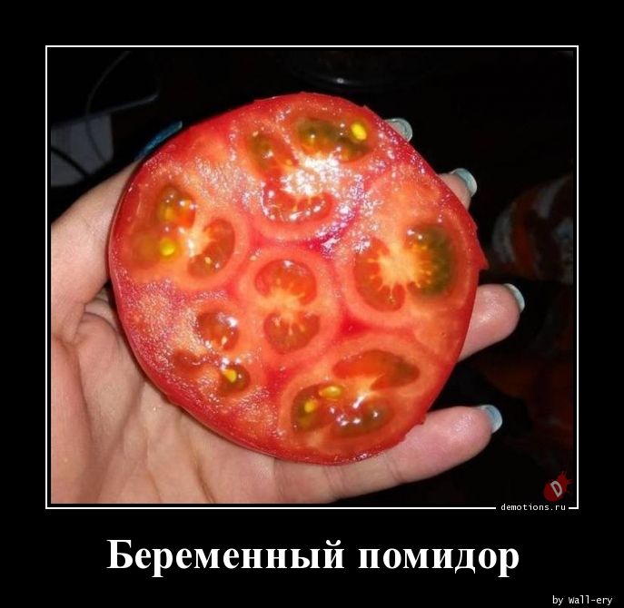 Беременный помидор