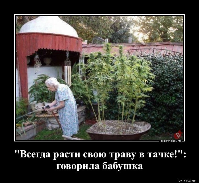 \"Всегда расти свою траву в тачке!\":nговорила бабушка