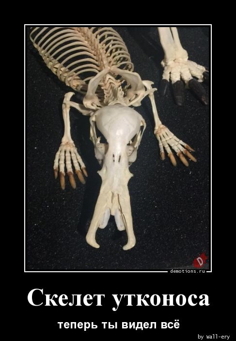 Скелет утконоса