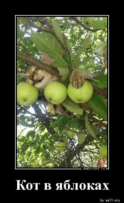 Кот в яблоках
