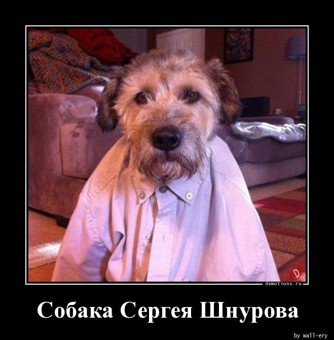 Собака Сергея Шнурова