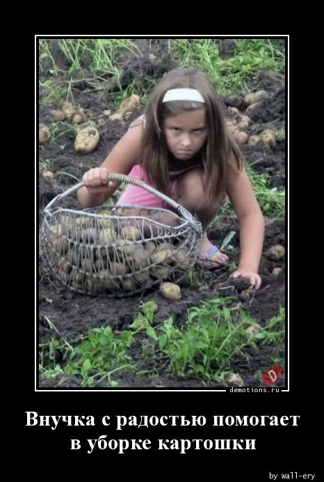 Внучка с радостью помогаетnв уборке картошки