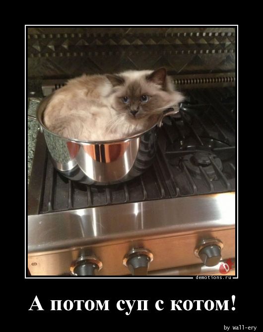 А потом суп с котом!