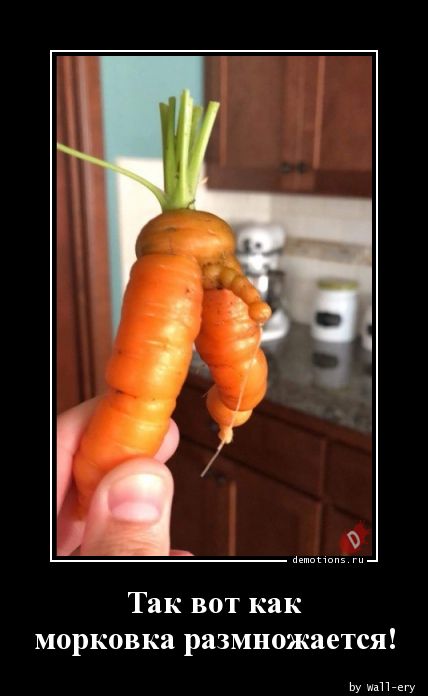 Так вот как
морковка размножается!
