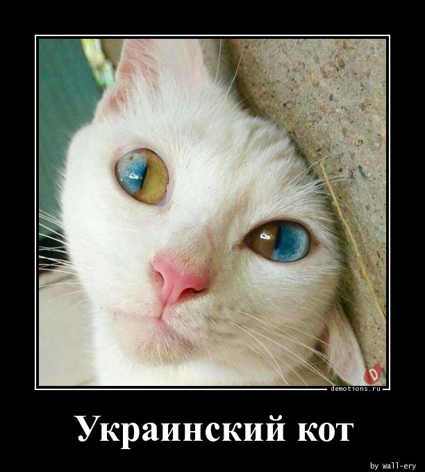 Украинский кот