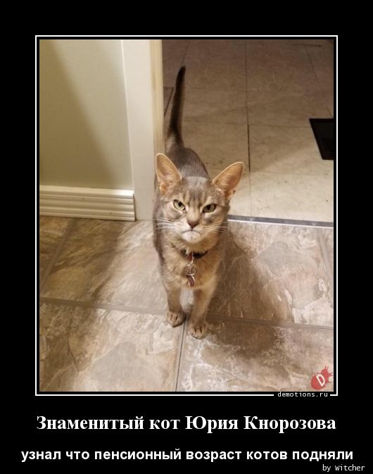 Знаменитый кот Юрия Кнорозова