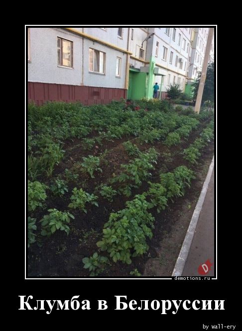 Клумба в Белоруссии