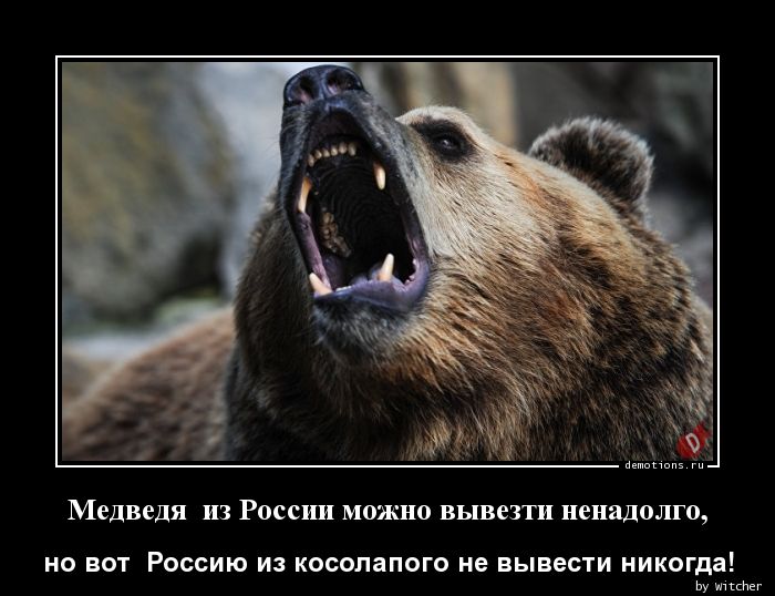 Медведя  из России можно вывезти ненадолго,