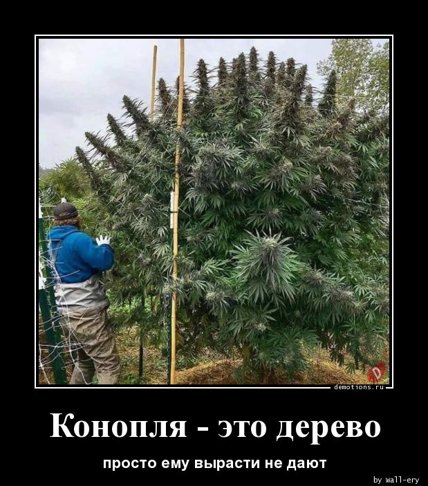марихуана дерево