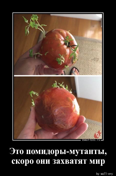 Это помидоры-мутанты,
скоро они захватят мир