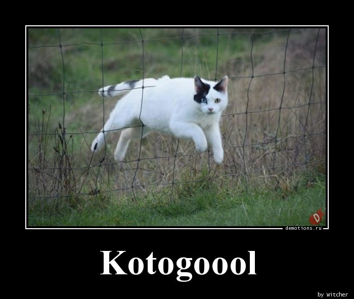 Kotogoool