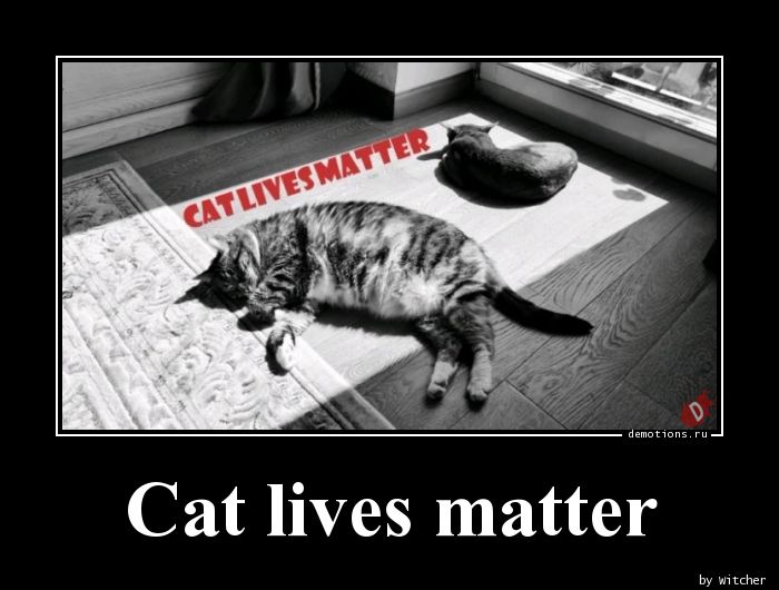 Cat lives matter