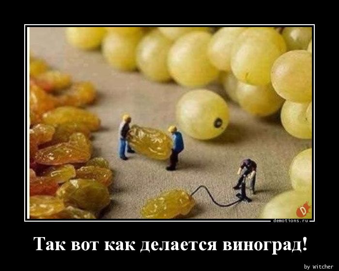 Так вот как делается виноград!