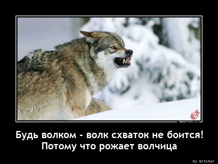Будь волком - волк схваток не боится!nПотому что рожает волчица