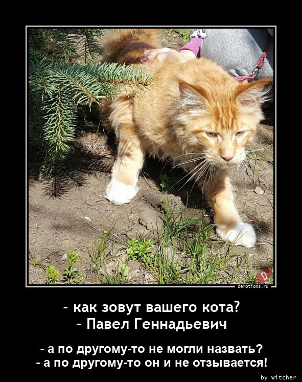 как зовут вашего кота? - Павел Геннадьевич » Demotions.ru - ДЕМОТИВАТОРЫ.