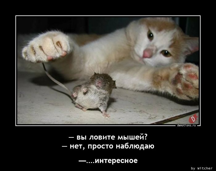 — вы ловите мышей?n— нет, просто наблюдаю