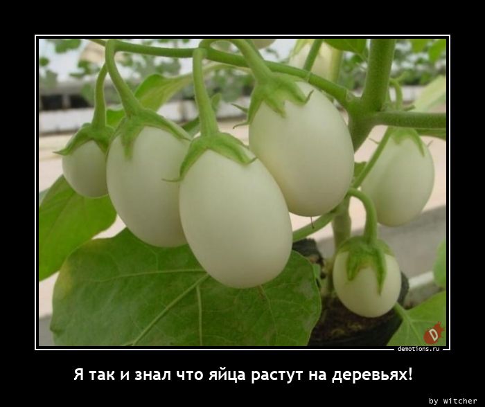 Я так и знал что яйца растут на деревьях!