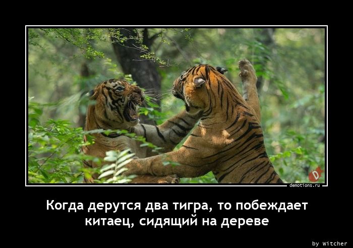 Когда дерутся два тигра, то побеждает 
китаец, сидящий на дереве