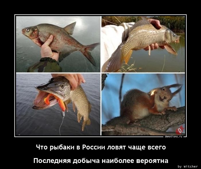 Что рыбаки в России ловят чаще всего