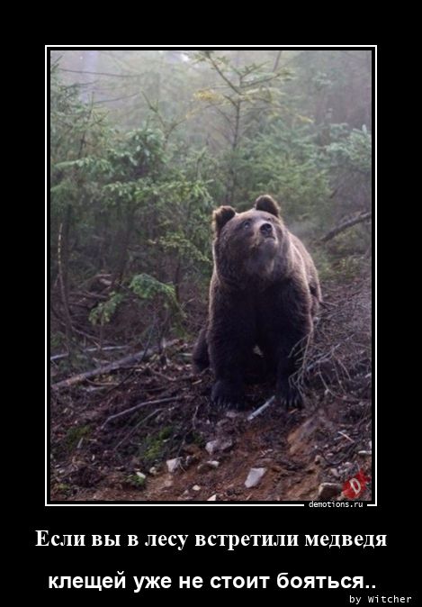 Если вы в лесу встретили медведя