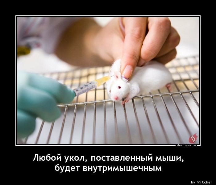 Любой укол, поставленный мыши,
 будет внутримышечным