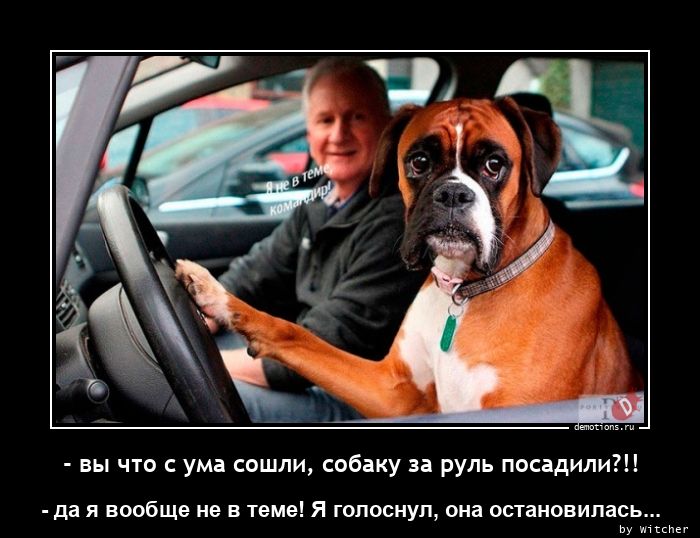 - вы что с ума сошли, собаку за руль посадили?!!