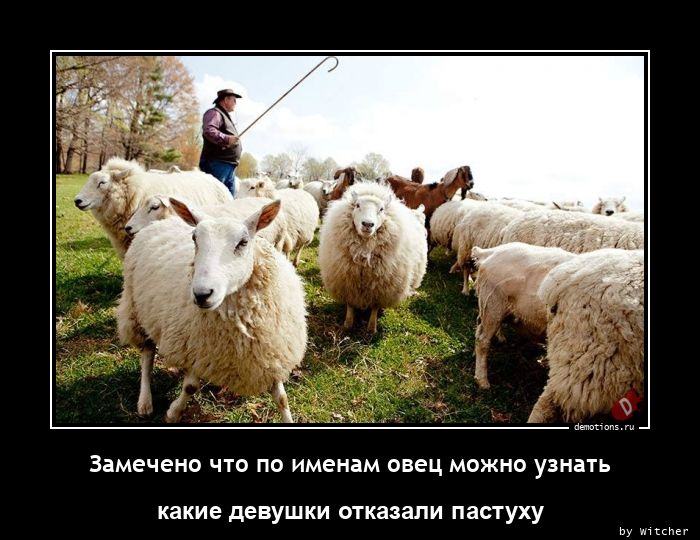 Замечено что по именам овец можно узнать