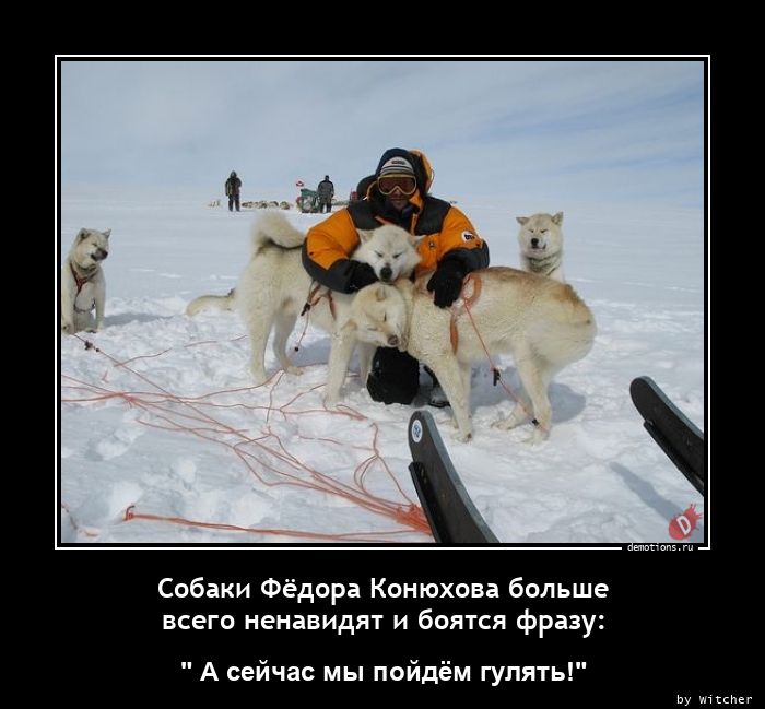 Собаки Фёдора Конюхова большеnвсего ненавидят и боятся фразу: