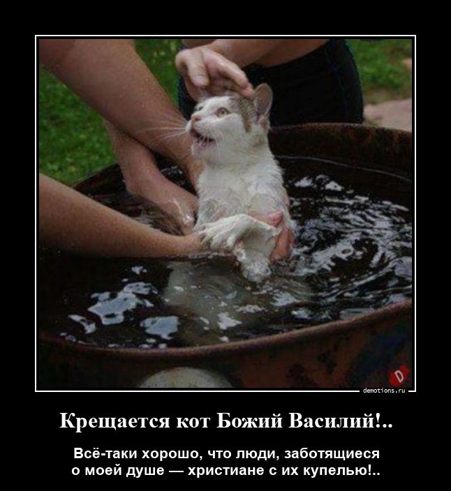Крещается кот Божий Василий!..