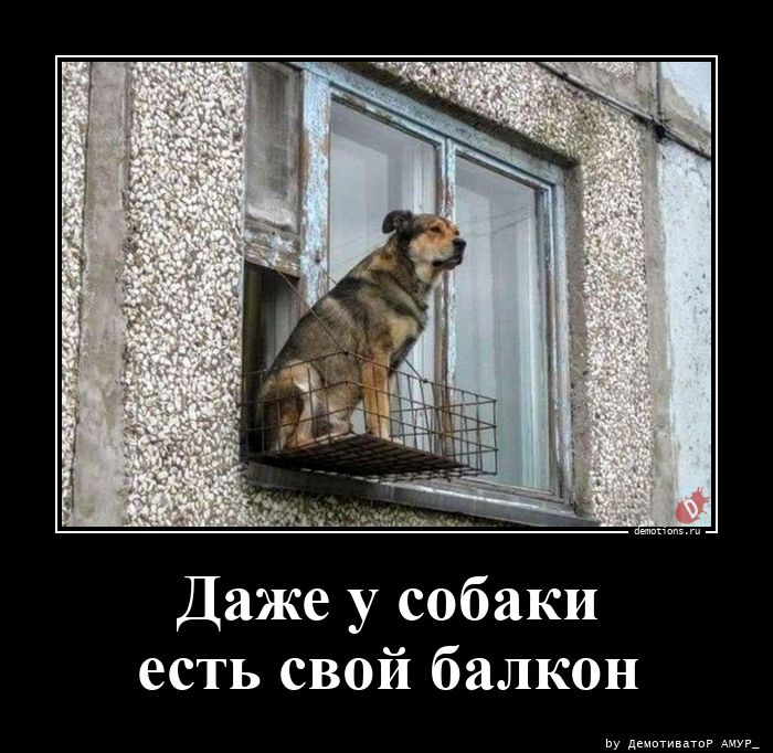 Даже у собаки
есть свой балкон