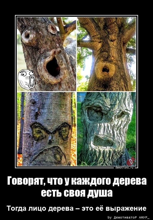 Говорят, что у каждого дерева
есть своя душа